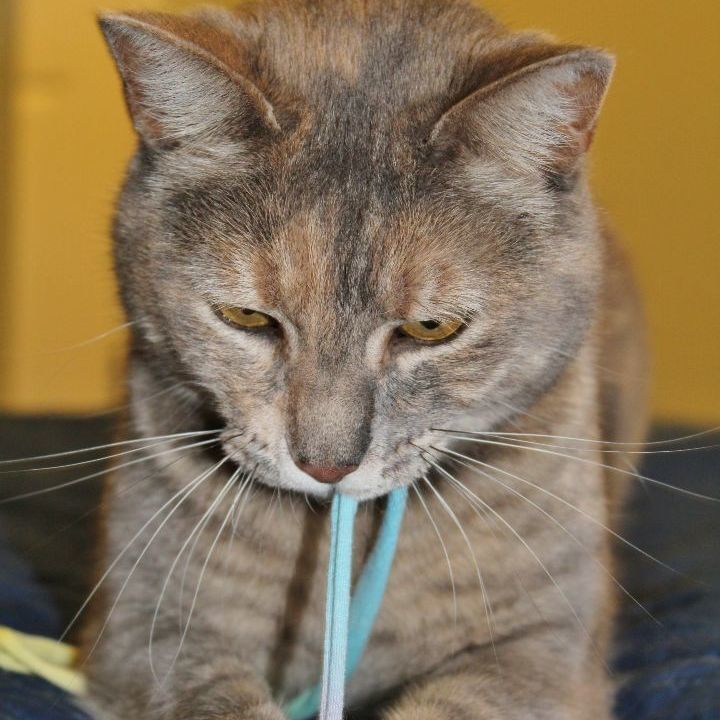 Verity, an adopted Domestic Short Hair Mix in Minneapolis, MN_image-5