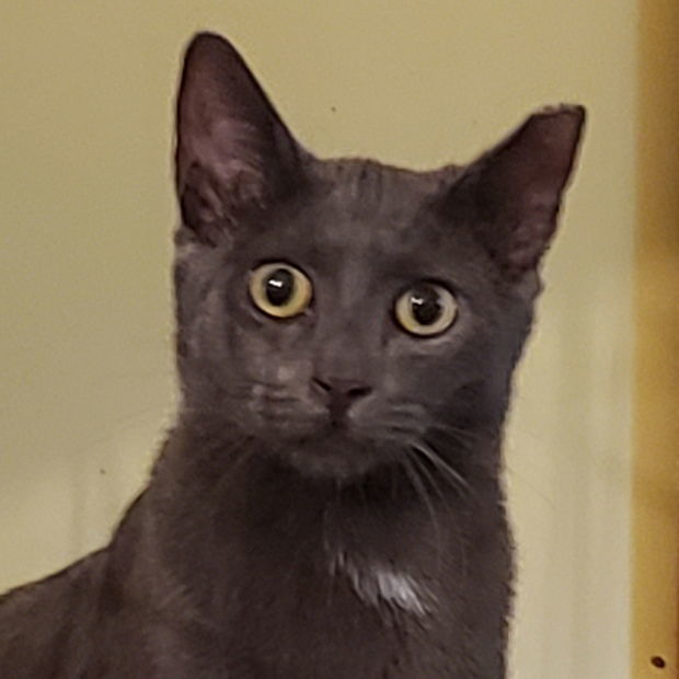 Tanzanite, an adoptable Domestic Short Hair in Fishkill, NY, 12524 | Photo Image 1