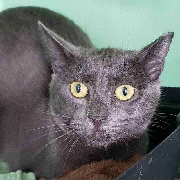 Tanzanite, an adoptable Domestic Short Hair in Fishkill, NY, 12524 | Photo Image 2