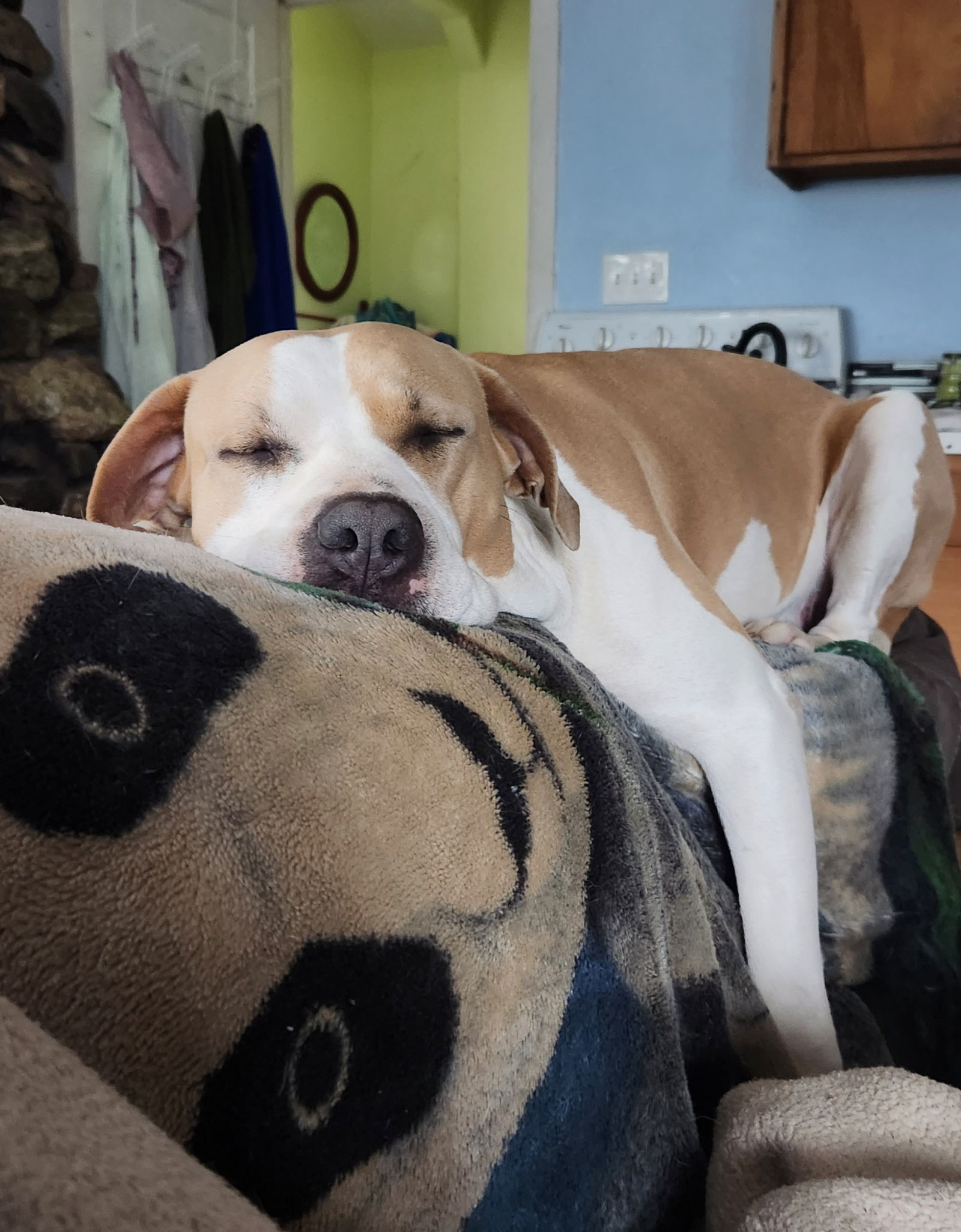 Lenore, an adoptable American Bulldog, Labrador Retriever in Chico, CA, 95973 | Photo Image 1