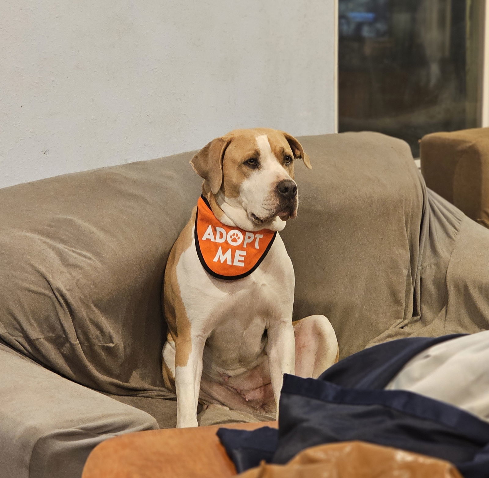 Lenore, an adoptable American Bulldog, Labrador Retriever in Chico, CA, 95973 | Photo Image 1