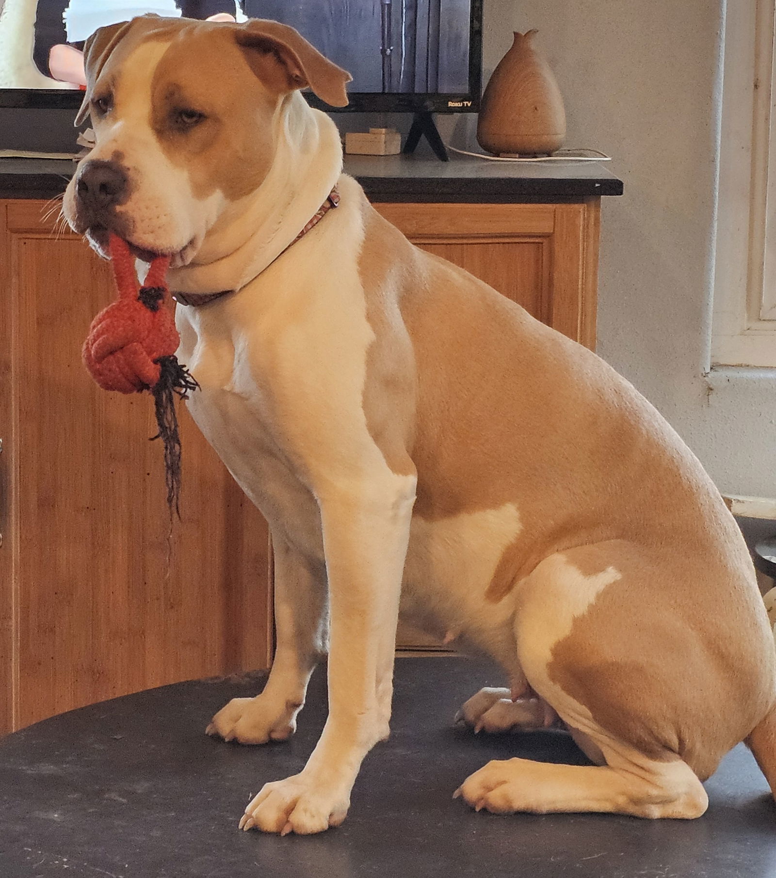 Lenore, an adoptable American Bulldog, Labrador Retriever in Chico, CA, 95973 | Photo Image 2