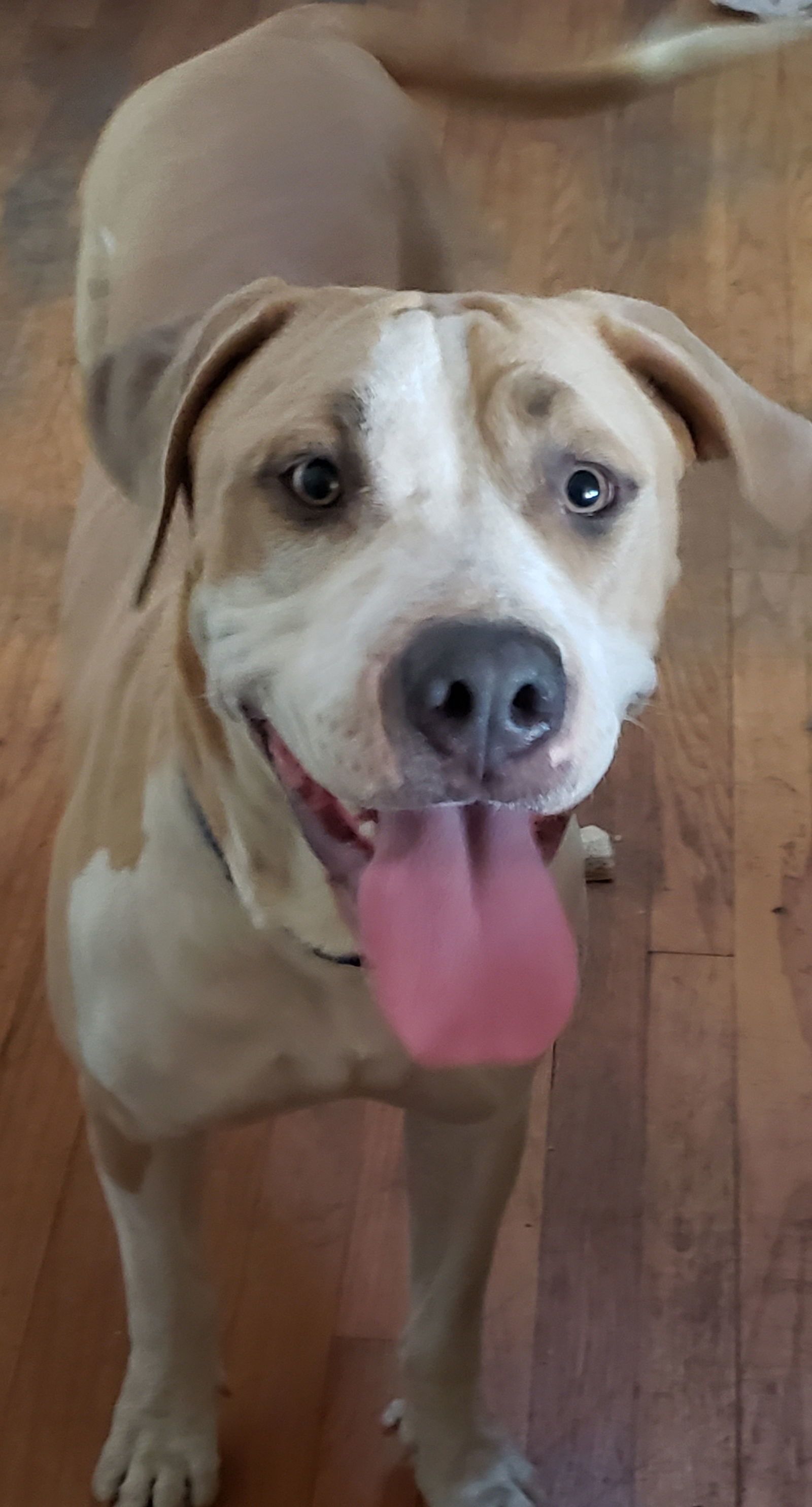 Lenore, an adoptable American Bulldog, Labrador Retriever in Chico, CA, 95973 | Photo Image 3