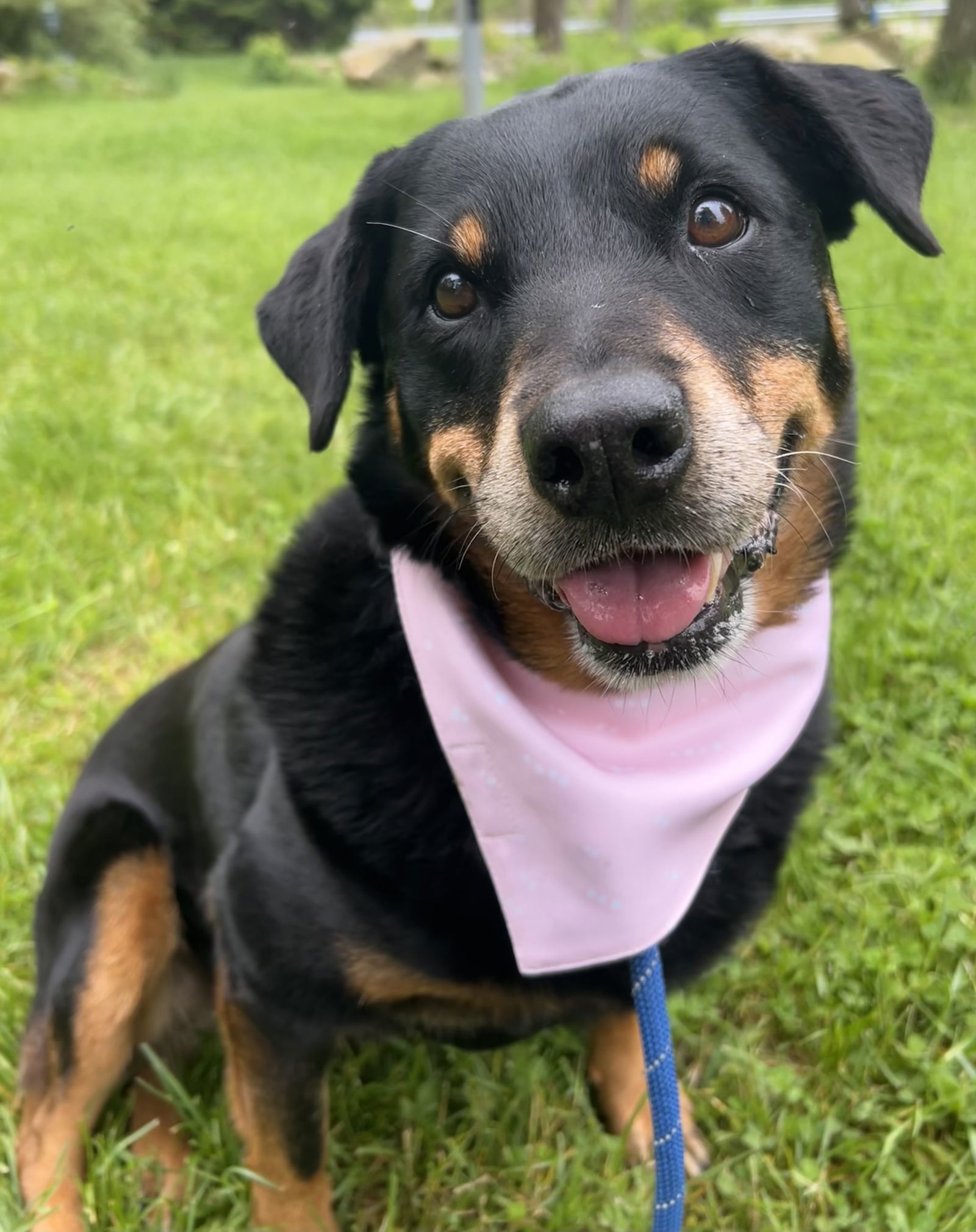 Mirage Bailey, an adoptable Rottweiler in Rockaway, NJ, 07866 | Photo Image 1