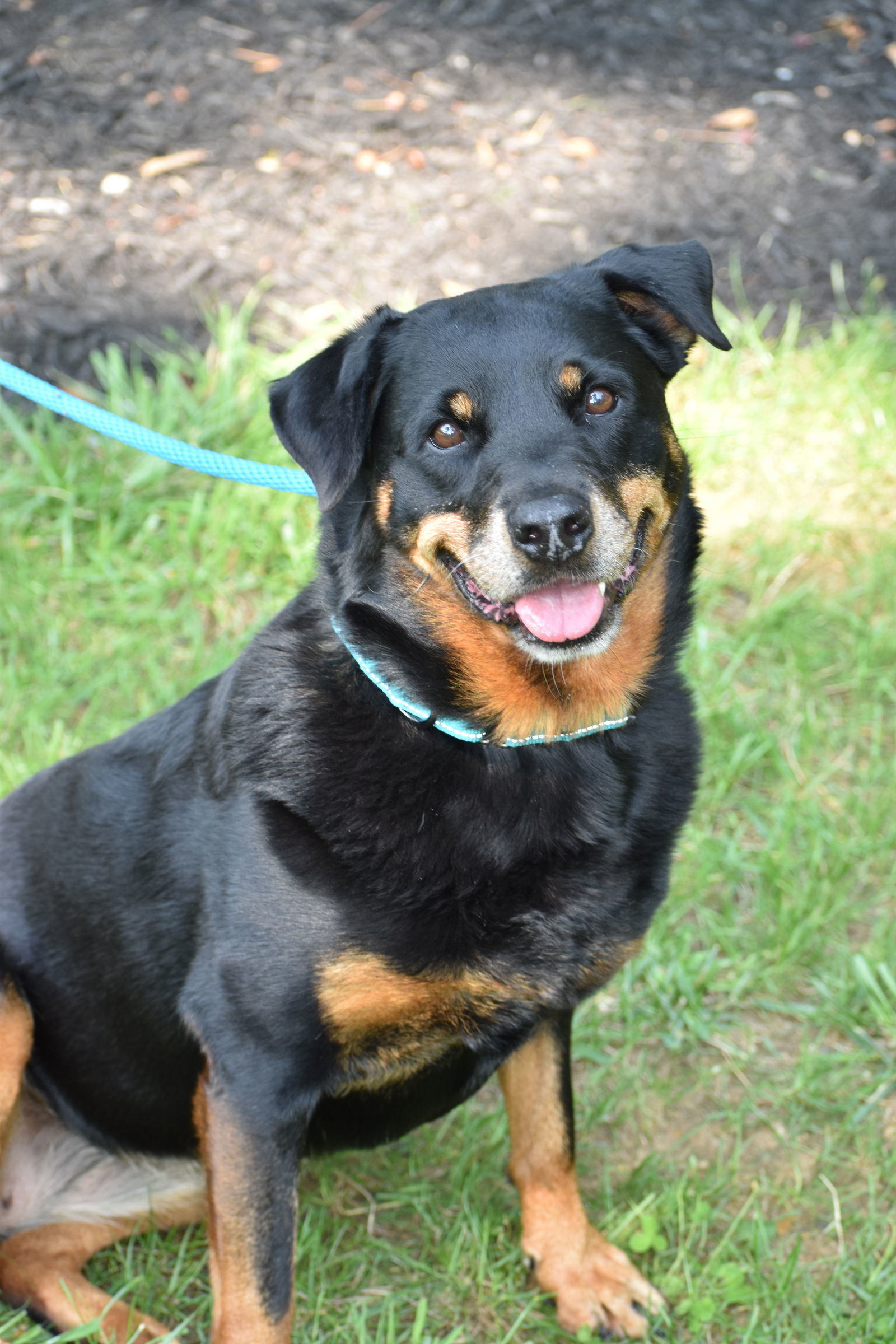 Mirage Bailey, an adoptable Rottweiler in Rockaway, NJ, 07866 | Photo Image 2