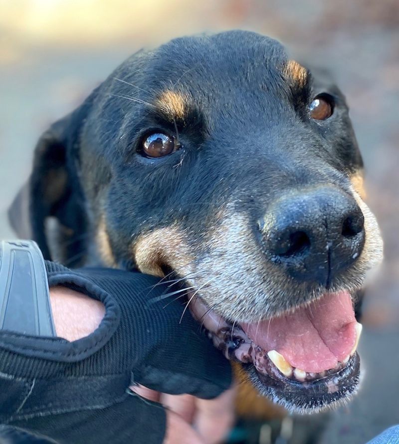 Mirage Bailey, an adoptable Rottweiler in Rockaway, NJ, 07866 | Photo Image 3