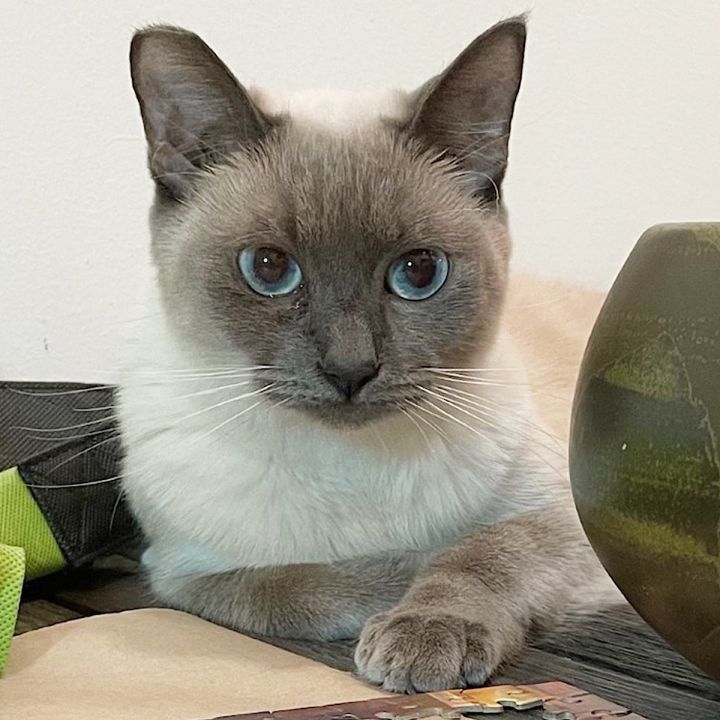 Eloise, an adoptable Siamese & Domestic Short Hair Mix in Springfield, OR_image-1
