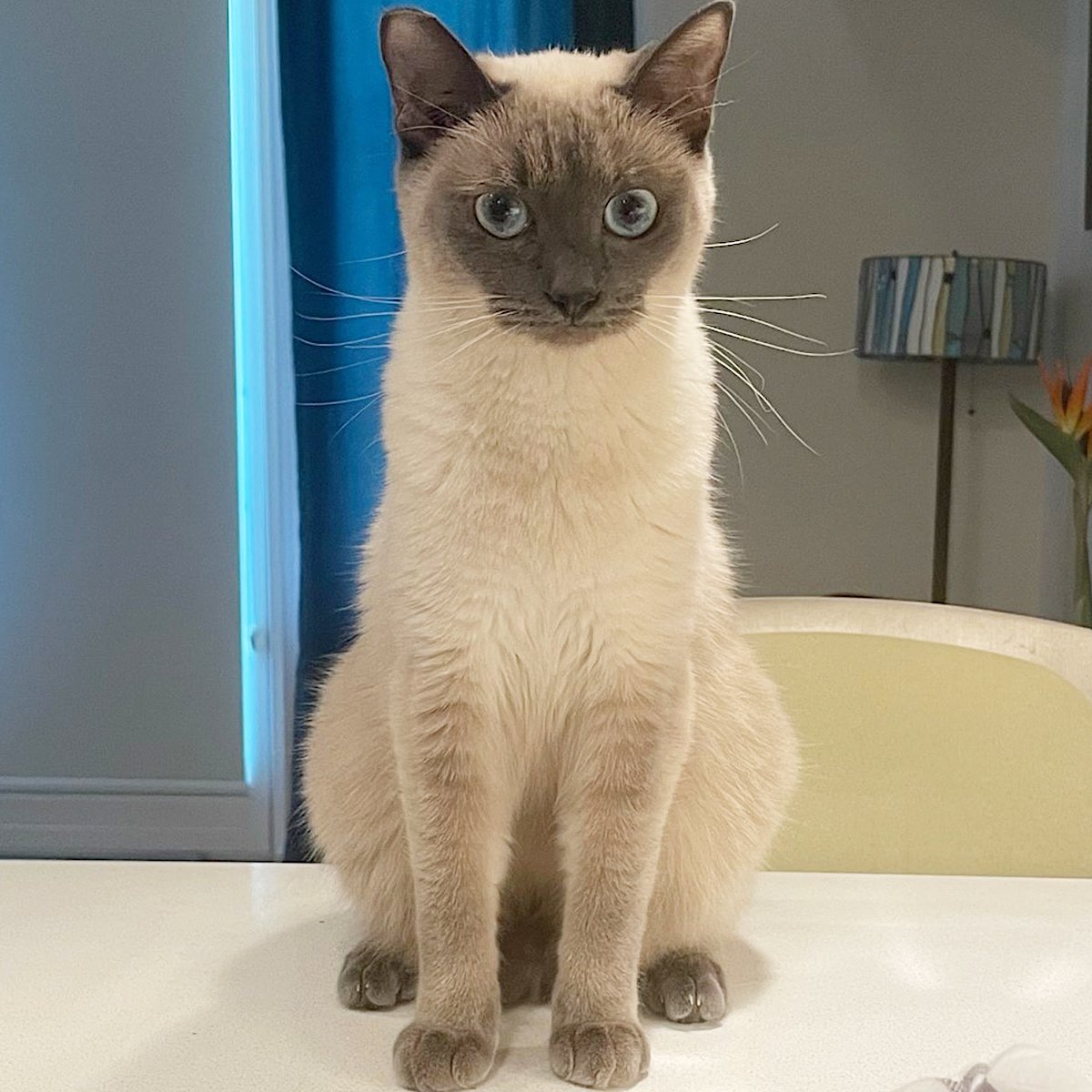 Eloise, an adoptable Siamese, Domestic Short Hair in Springfield, OR, 97475 | Photo Image 2