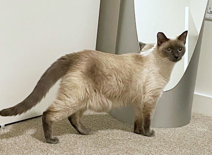 Siamese domestic hot sale shorthair mix