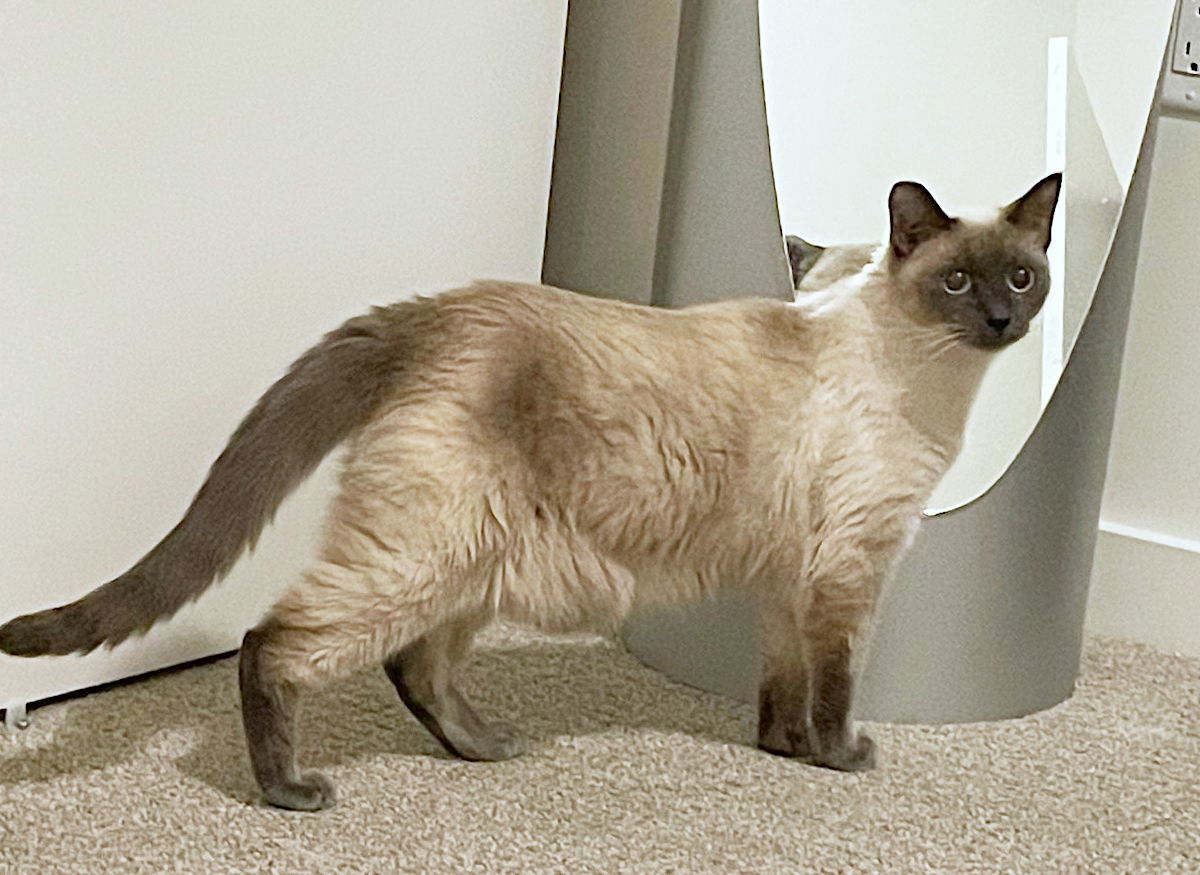 Eloise, an adoptable Siamese, Domestic Short Hair in Springfield, OR, 97475 | Photo Image 3