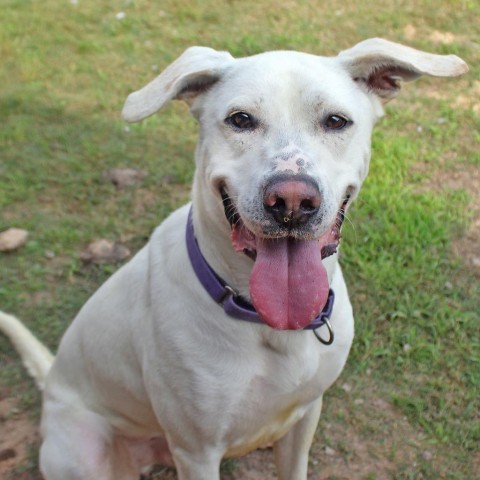 Trophy, an adoptable Labrador Retriever, Mixed Breed in League City, TX, 77573 | Photo Image 1