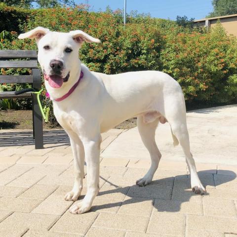 Trophy, an adoptable Labrador Retriever, Mixed Breed in League City, TX, 77573 | Photo Image 2