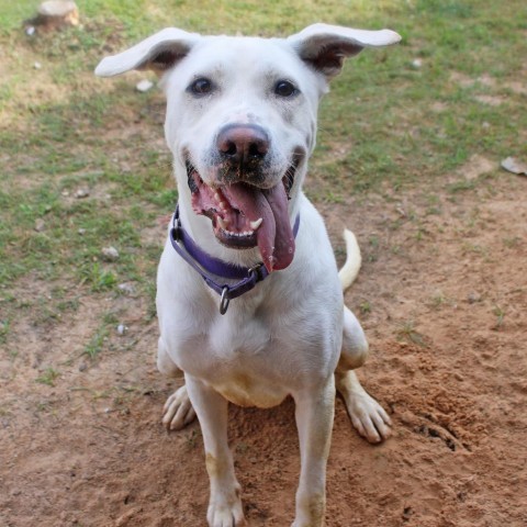 Trophy, an adoptable Labrador Retriever, Mixed Breed in League City, TX, 77573 | Photo Image 3