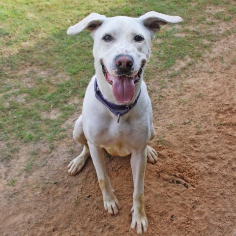 Trophy, an adoptable Labrador Retriever, Mixed Breed in League City, TX, 77573 | Photo Image 4