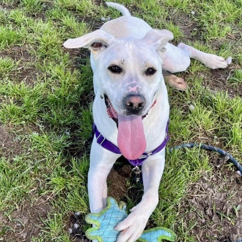 Trophy, an adoptable Labrador Retriever, Mixed Breed in League City, TX, 77573 | Photo Image 5