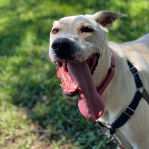 Trophy, an adoptable Labrador Retriever, Mixed Breed in League City, TX, 77573 | Photo Image 6