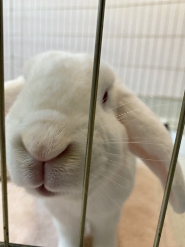 Turner, an adoptable Lop Eared Mix in Santa Rosa, CA_image-5