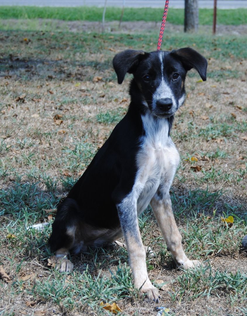 Dog for adoption Lelia, an Australian Cattle Dog / Blue Heeler
