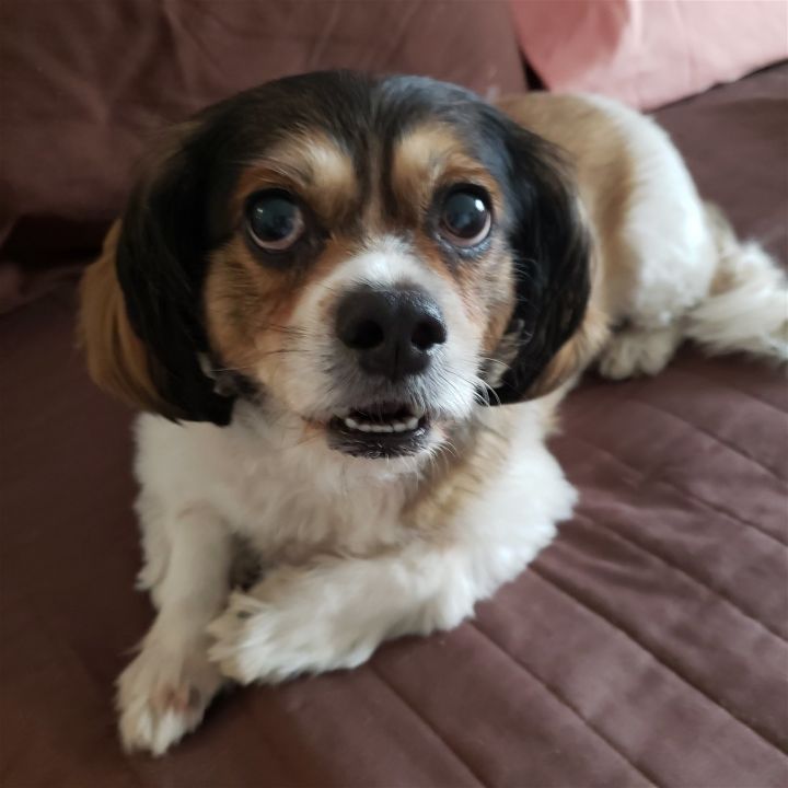 cavalier king charles spaniel papillon mix