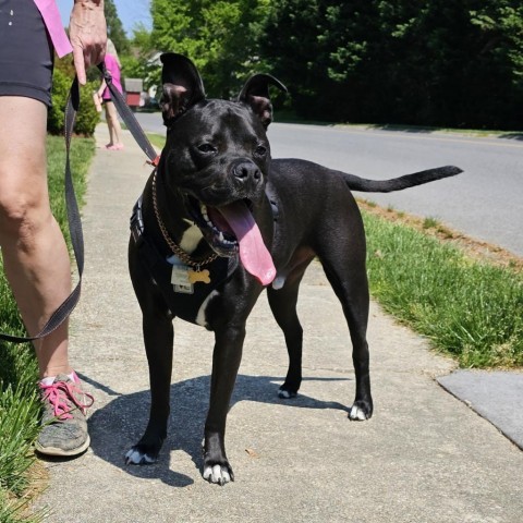 Clue, an adoptable Pit Bull Terrier in Waldorf, MD, 20604 | Photo Image 3
