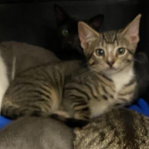 Jack Domestic Short Hair Cat