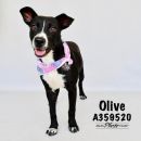 OLIVE's profile on Petfinder.com