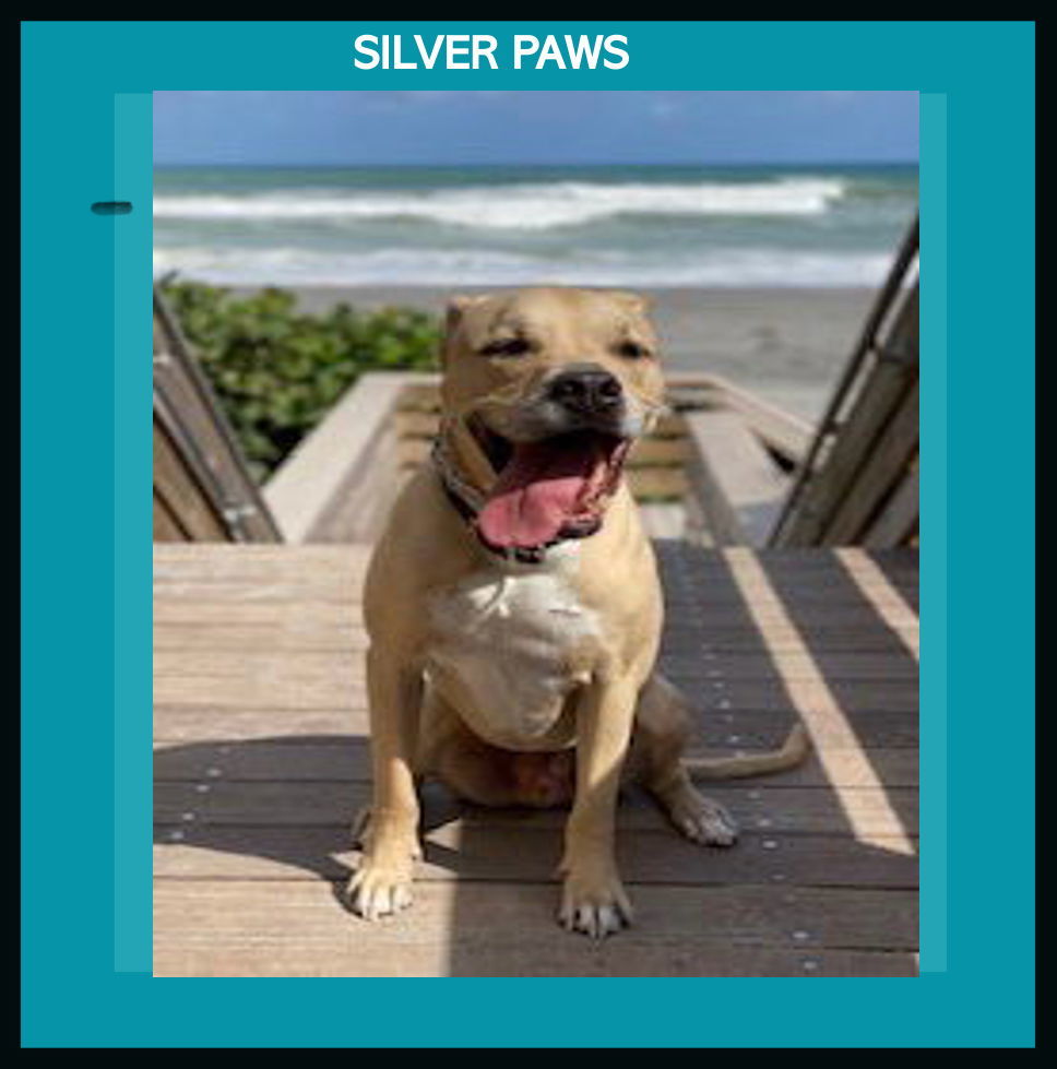 Dodger *, an adoptable Terrier, Labrador Retriever in Royal Palm Beach, FL, 33421 | Photo Image 1