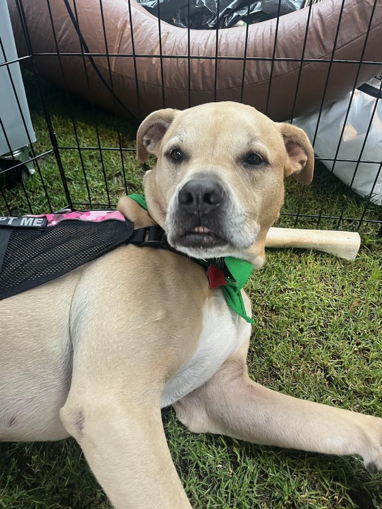 Dodger *, an adoptable Terrier, Labrador Retriever in Royal Palm Beach, FL, 33421 | Photo Image 2
