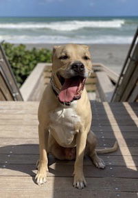 Dodger *, an adoptable Terrier, Labrador Retriever in Royal Palm Beach, FL, 33421 | Photo Image 2