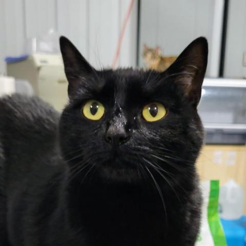 Freckles, an adoptable Domestic Short Hair in Sheridan, WY, 82801 | Photo Image 1