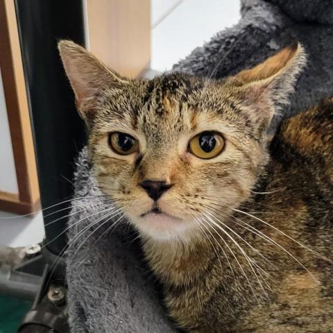 Edith, an adoptable Domestic Short Hair in Sheridan, WY, 82801 | Photo Image 1