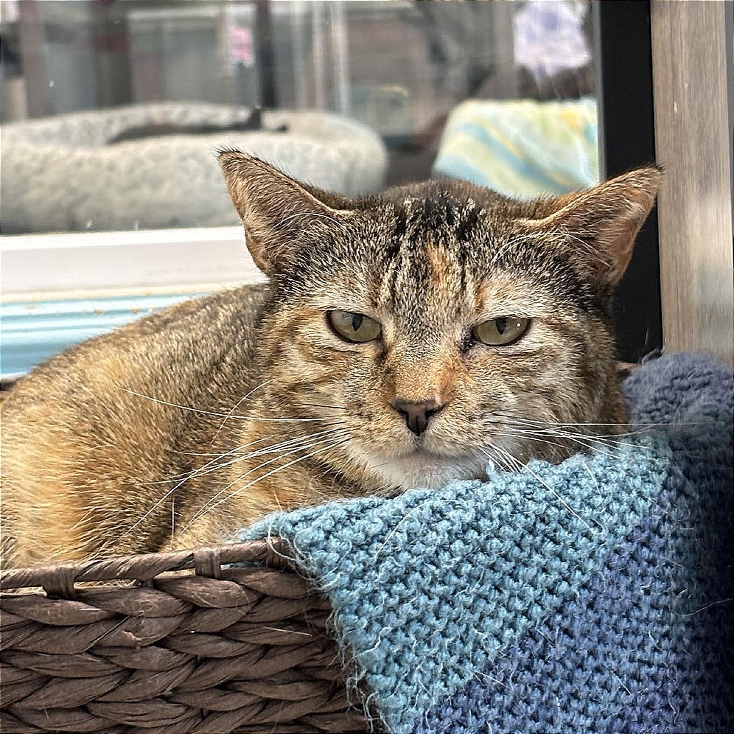 Edith, an adoptable Domestic Short Hair in Sheridan, WY, 82801 | Photo Image 1