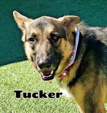 Tucker