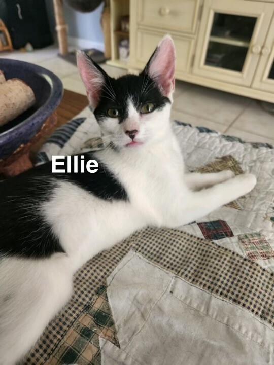 Ellie