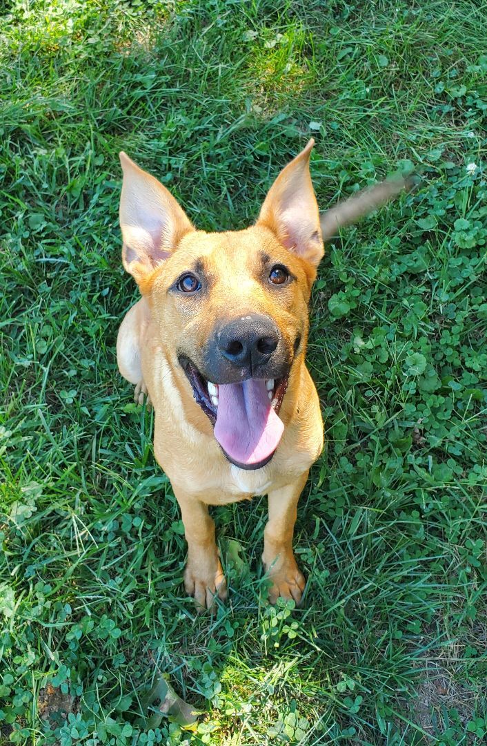 Judy, an adoptable Black Mouth Cur in Clinton, MO, 64735 | Photo Image 1