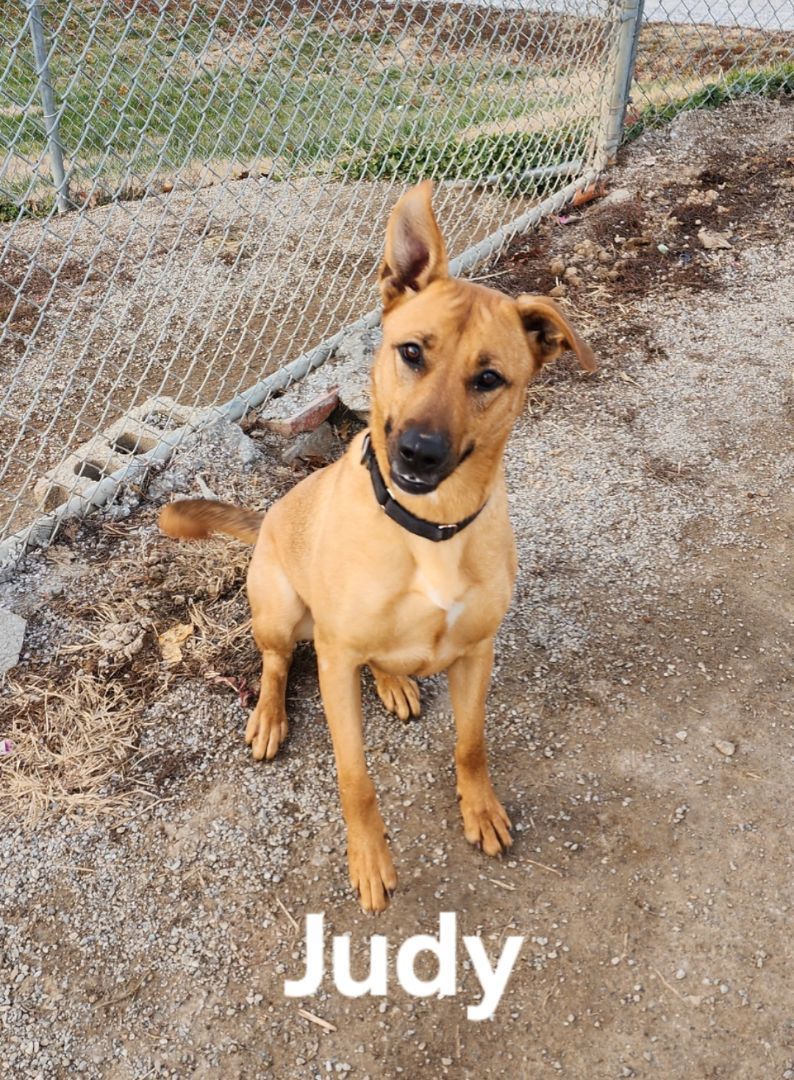 Judy, an adoptable Black Mouth Cur in Clinton, MO, 64735 | Photo Image 3