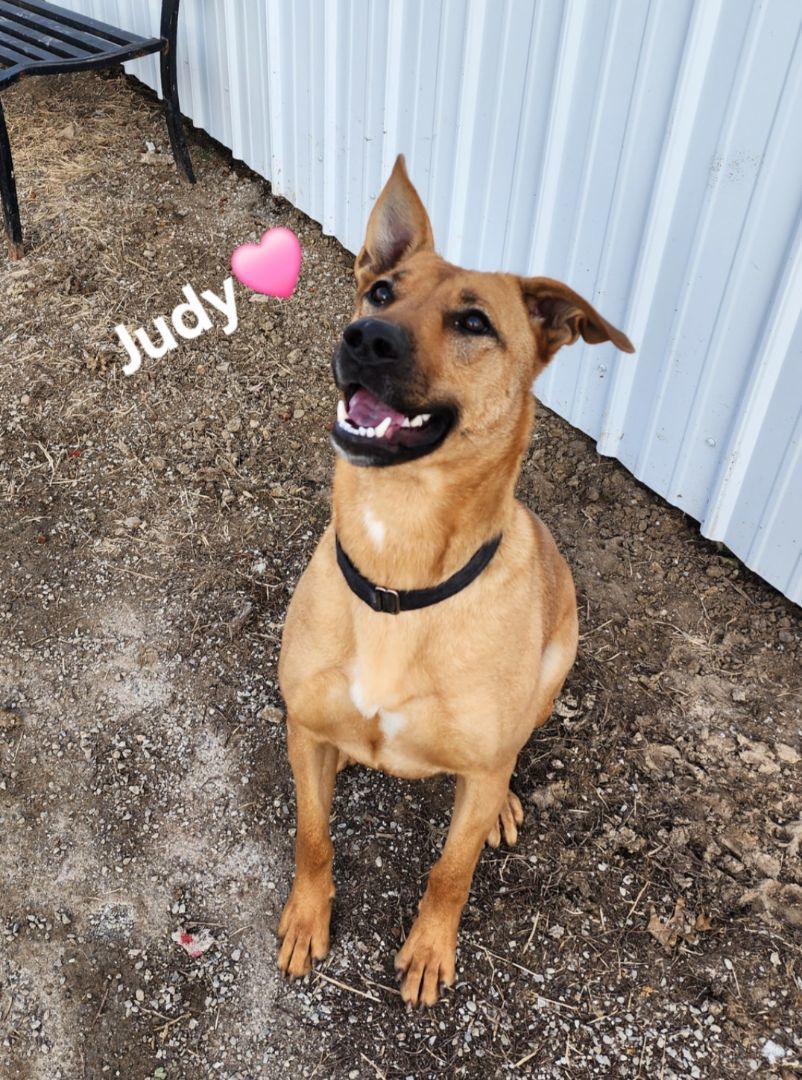 Judy, an adoptable Black Mouth Cur in Clinton, MO, 64735 | Photo Image 1
