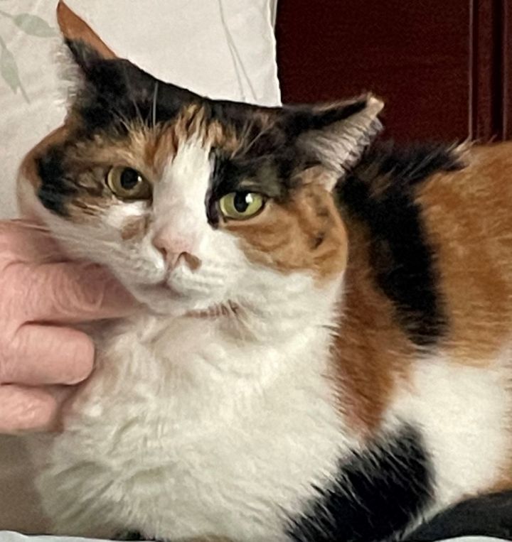 Mayfield, an adoptable Calico in Annapolis, MD_image-1