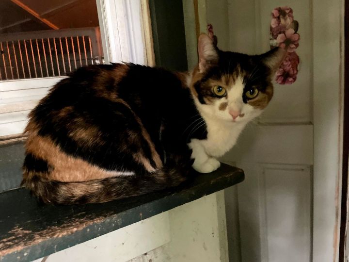 Mayfield, an adoptable Calico in Annapolis, MD_image-2