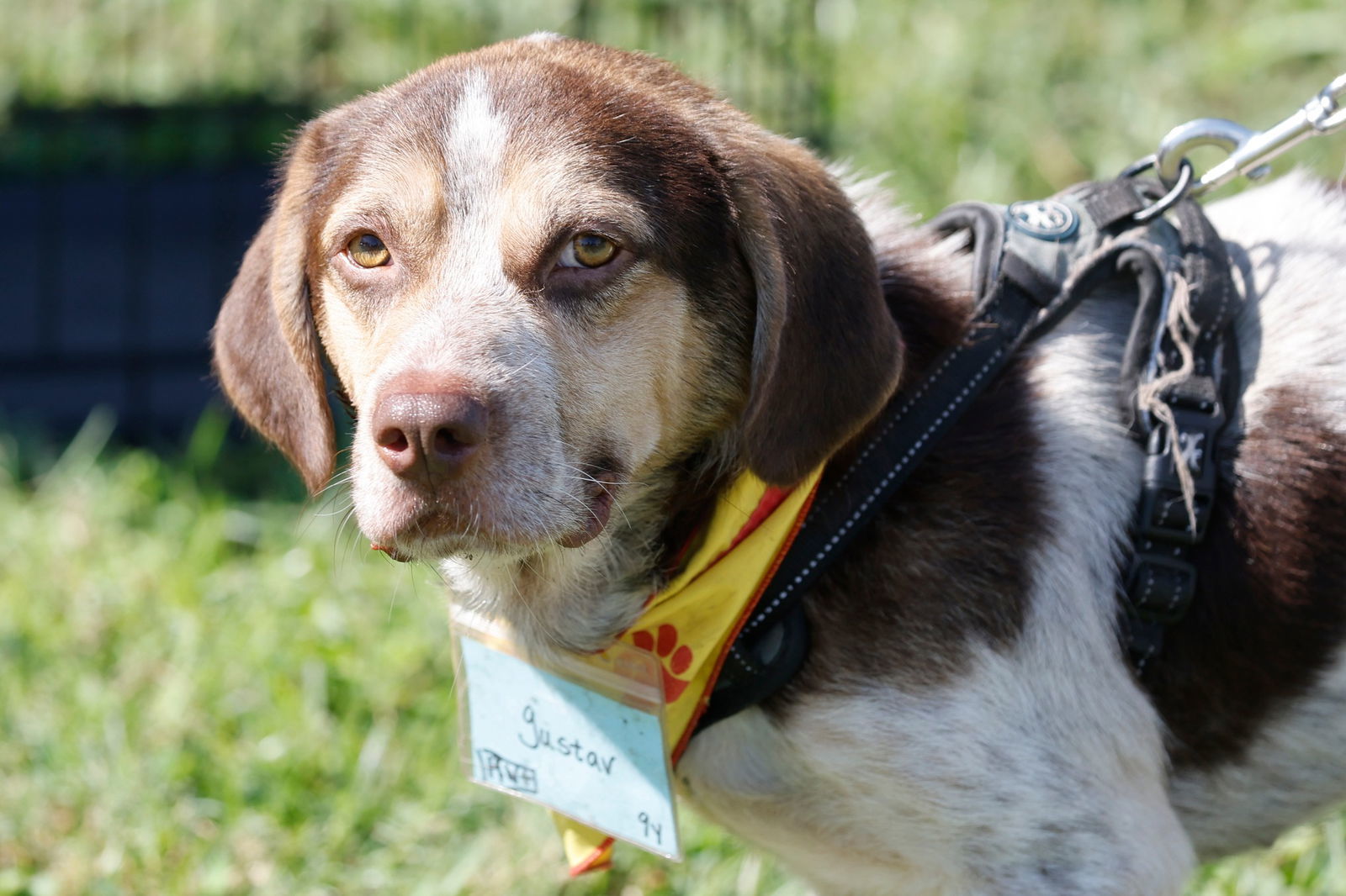 Gustav, an adoptable Beagle in Tampa, FL, 33556 | Photo Image 1