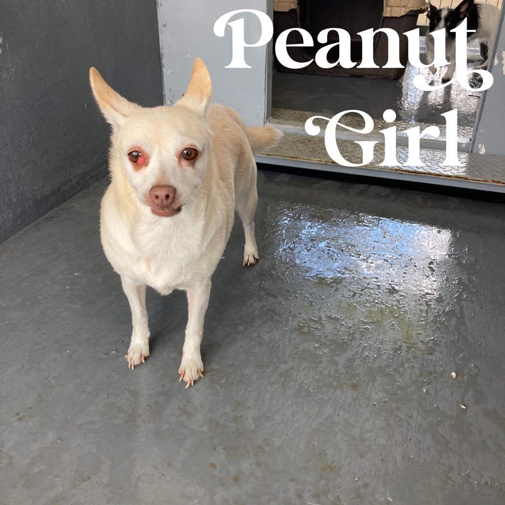 Peanut