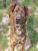 CHAD's profile on Petfinder.com