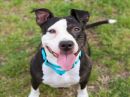 KAMMY's profile on Petfinder.com