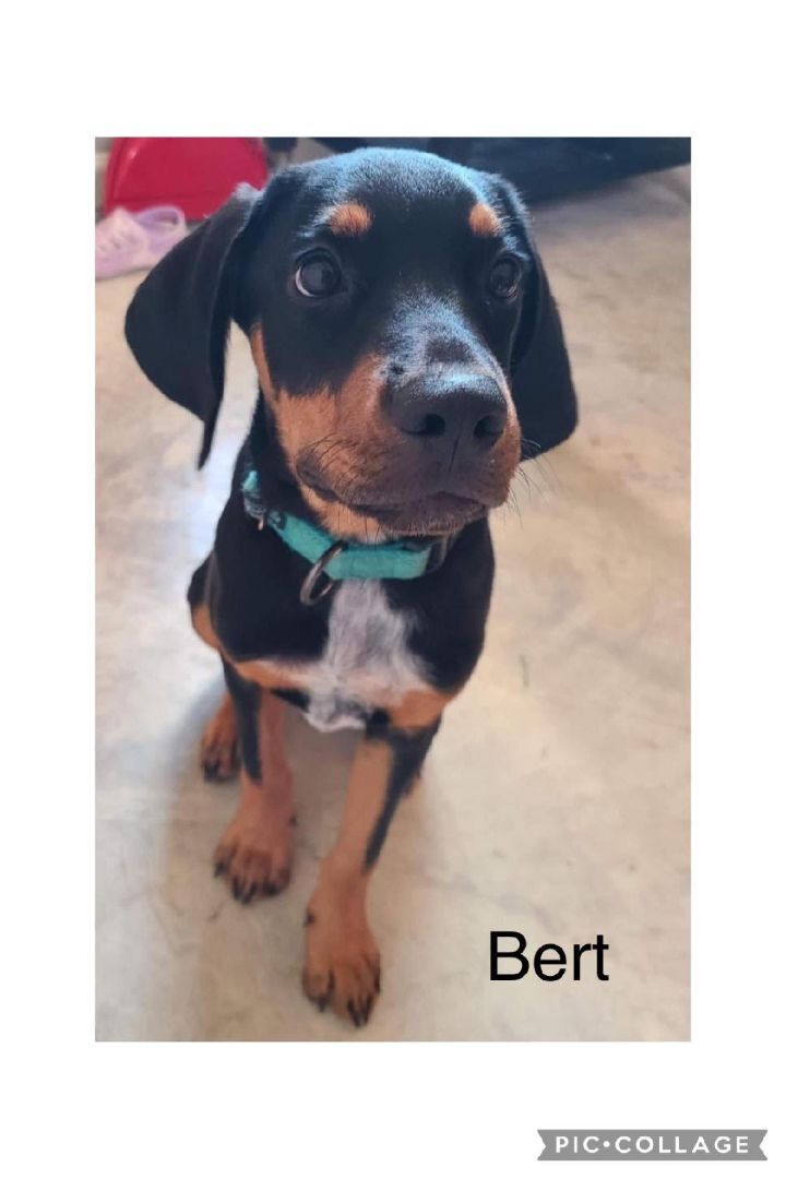 Bert