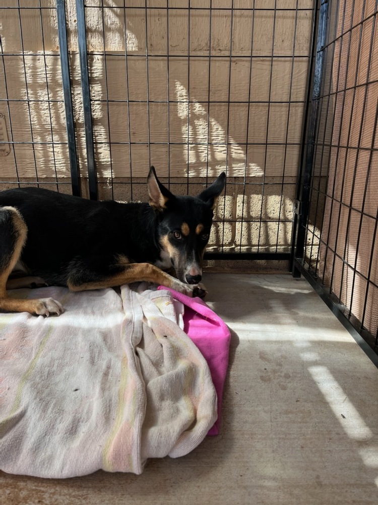 Chrissy, an adoptable Australian Kelpie in Page, AZ, 86040 | Photo Image 1