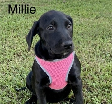 Millie - Wendys litter of 8