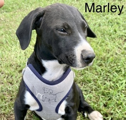 Marley - Wendys litter of 8