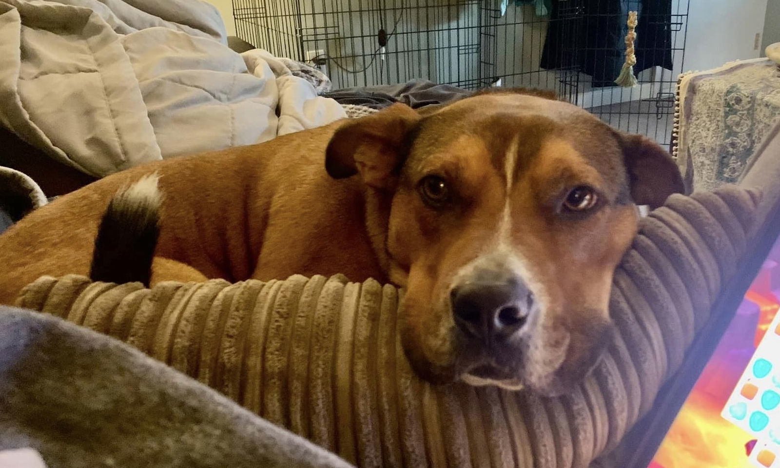 Zapster, an adoptable Pit Bull Terrier, Shepherd in Germantown, OH, 45327 | Photo Image 1