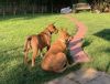Zapster photo 2