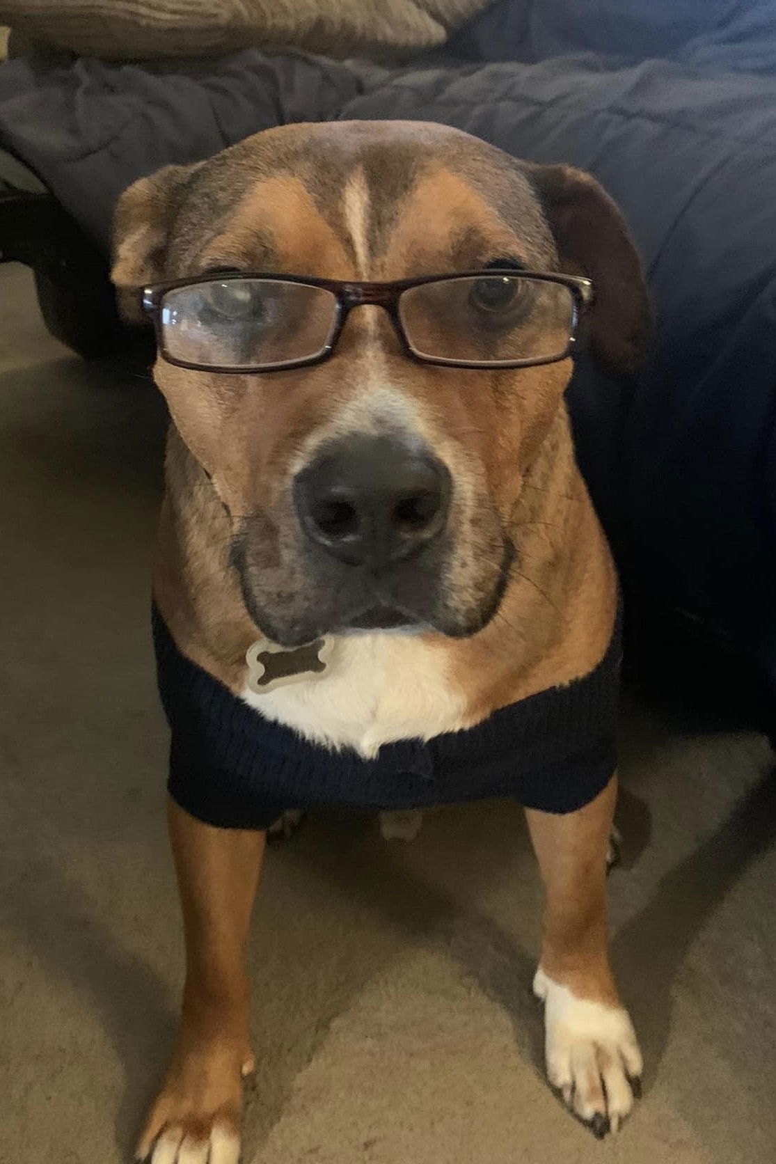 Zapster, an adoptable Pit Bull Terrier, Shepherd in Germantown, OH, 45327 | Photo Image 3